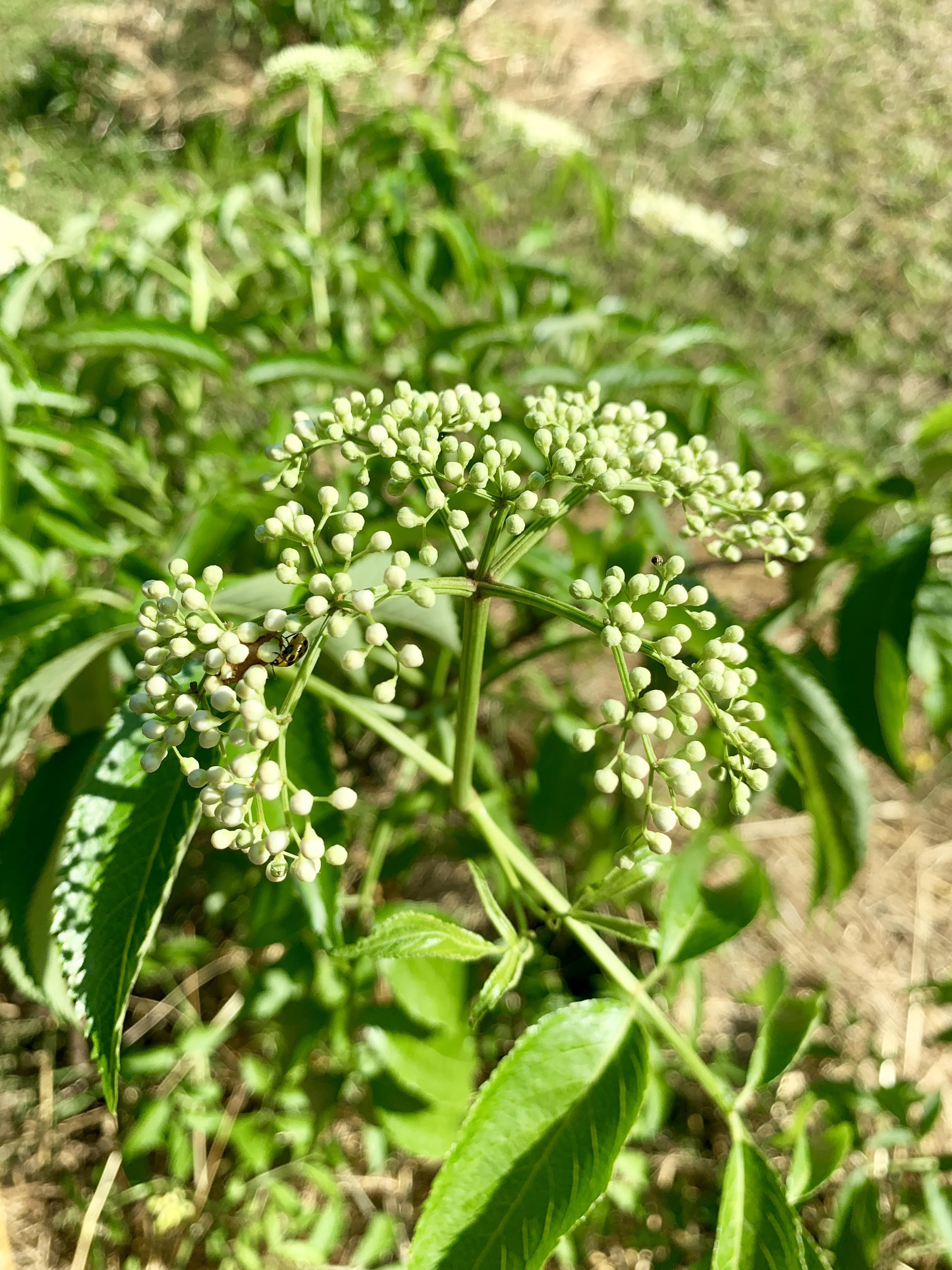 baby fruit
